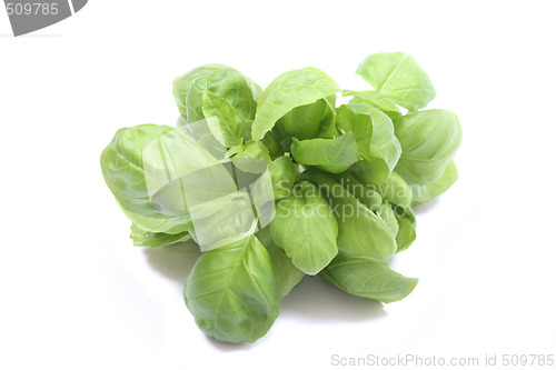 Image of sweet basil