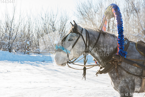 Image of Horse pulling sleigh in winter