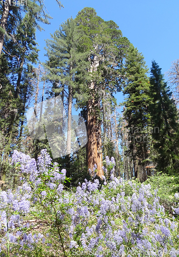 Image of Sequoia National Park