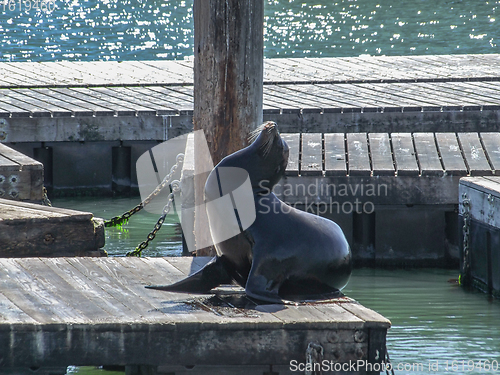 Image of sea lion in San Francisco