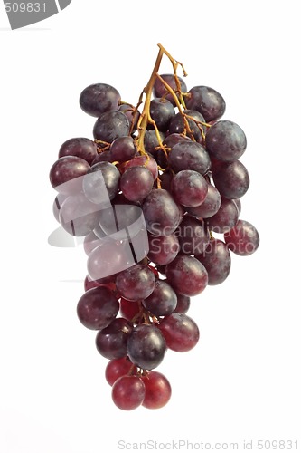 Image of Blue grapes