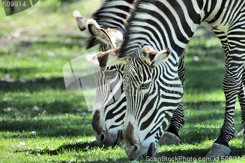 Image of Zebras