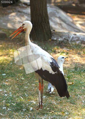 Image of Stork