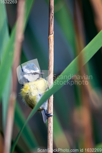 Image of Eurasian blue tit in the nature