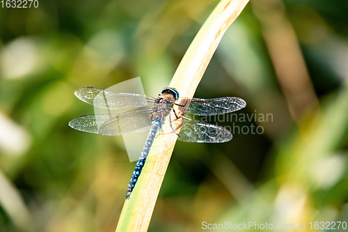 Image of dragonfly, Aeshna cyanea, insect in natural