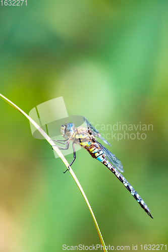 Image of dragonfly, Aeshna cyanea, insect in natural