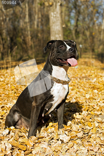 Image of Portrait of the american staffordshire terrier against foliage