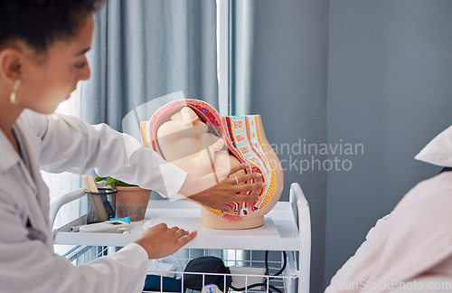 Image of Model of pregnant woman womb or baby in stomach by doctor teaching or explaining at the hospital. Fetus, healthcare and birth demonstration by professional with a mock plastic fetal anatomy