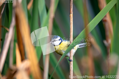 Image of Eurasian blue tit in the nature