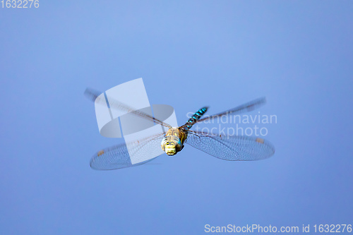 Image of dragonfly, Aeshna cyanea, insect in natural