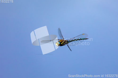 Image of dragonfly, Aeshna cyanea, insect in natural