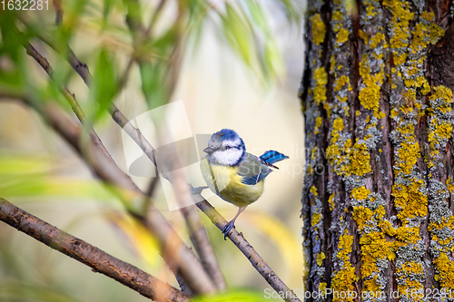 Image of Eurasian blue tit in the nature