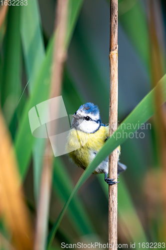 Image of Eurasian blue tit in the nature