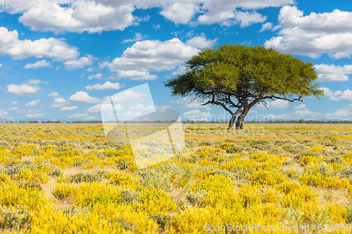 Image of Blooming Kalahari desert South Africa wilderness