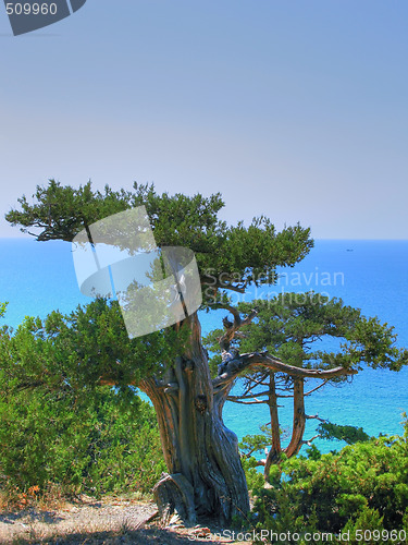 Image of Juniper and sea