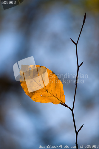 Image of Single leave in the autumn