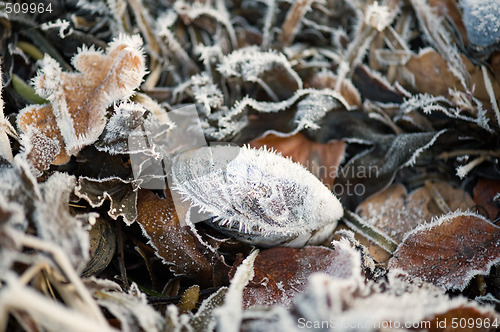 Image of Shell with crystal ice