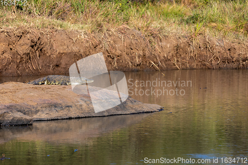 Image of crocodile in pilanesberg national park, South Africa