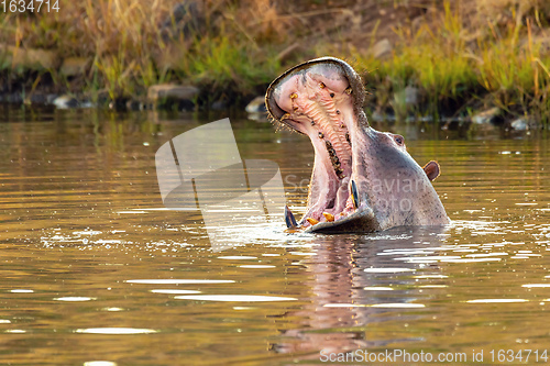 Image of wild hippo, South Africa Safari wildlife