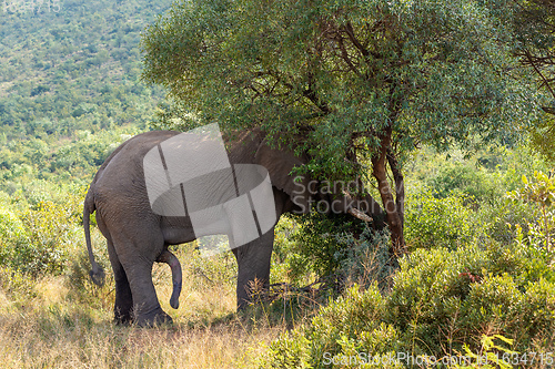 Image of wild African Elephant ready for mating, South Africa