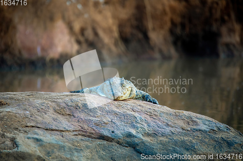 Image of crocodile in pilanesberg national park, South Africa