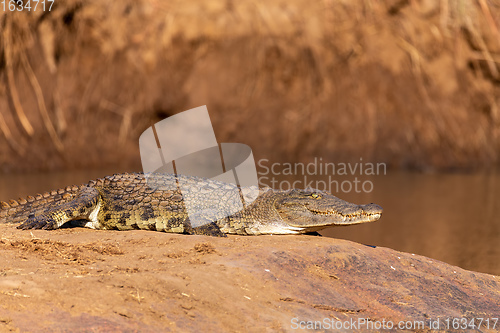 Image of crocodile in pilanesberg national park, South Africa