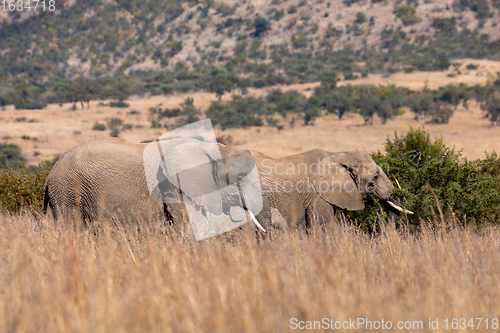 Image of African Elephant in Pilanesberg South Africa wildlife safari.