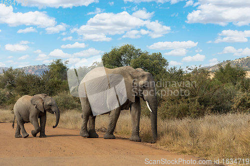 Image of African Elephant in Pilanesberg South Africa wildlife safari.
