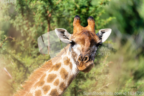 Image of Giraffe in Pilanesberg National Park in South Africa