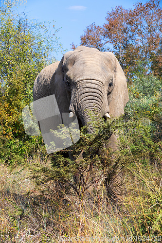 Image of African Elephant in Pilanesberg South Africa wildlife safari.