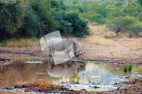 Image of White rhinoceros Pilanesberg, South Africa safari wildlife