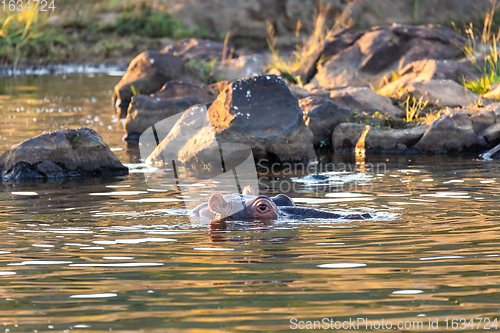 Image of wild hippo, South Africa Safari wildlife