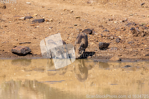 Image of African pig Warthog in South Africa safari