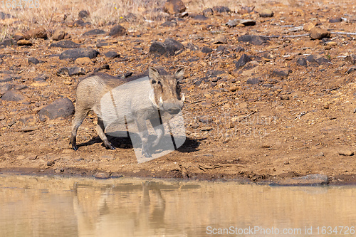 Image of African pig Warthog in South Africa safari