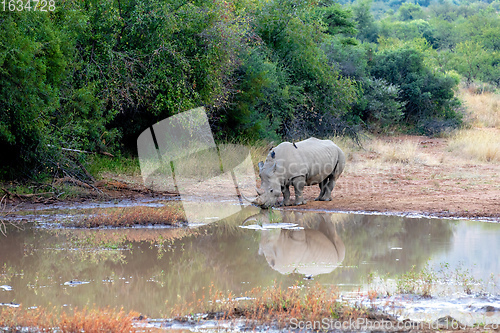 Image of White rhinoceros Pilanesberg, South Africa safari wildlife