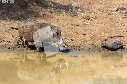 Image of African pig Warthog in South Africa safari