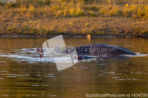 Image of wild hippo, South Africa Safari wildlife