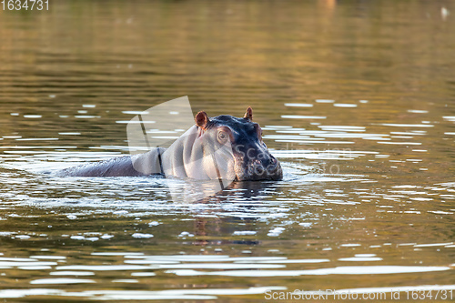 Image of wild hippo, South Africa Safari wildlife