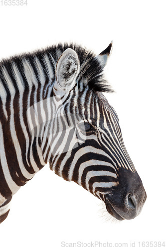 Image of head of a zebra isolated in white background