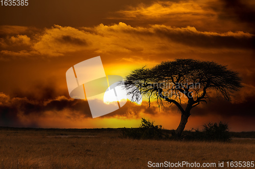 Image of African sunset over acacia tree