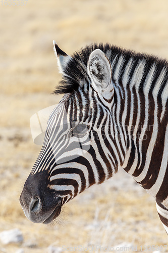 Image of Zebra in african bush