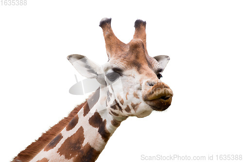 Image of Giraffe isolated on white background