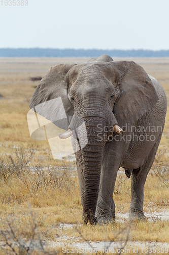 Image of African Elephant in Namibia, Africa safari wildlife