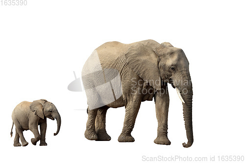 Image of African Elephant Isolated On White