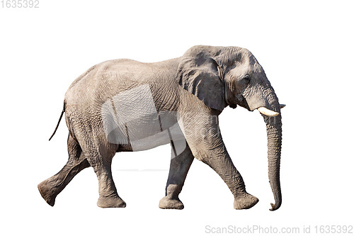 Image of African Elephant Isolated On White