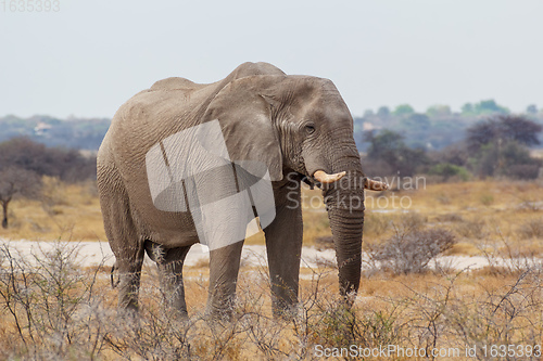 Image of African Elephant in Namibia, Africa safari wildlife