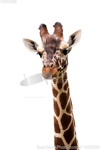 Image of Giraffe isolated on white background