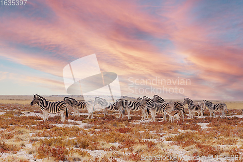 Image of herd of Zebra in african bush