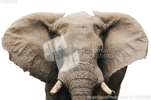 Image of African Elephant Isolated On White