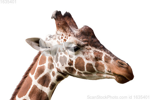 Image of Giraffe isolated on white background